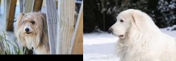 Smithfield vs Great Pyrenees - Breed Comparison