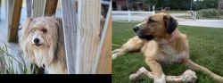 Smithfield vs Irish Mastiff Hound - Breed Comparison