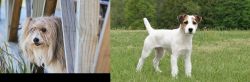 Smithfield vs Jack Russell Terrier - Breed Comparison