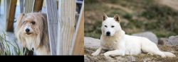 Smithfield vs Jindo - Breed Comparison