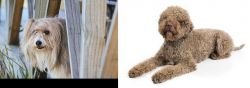 Smithfield vs Lagotto Romagnolo - Breed Comparison