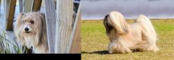 Smithfield vs Lhasa Apso - Breed Comparison