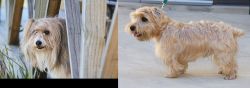 Smithfield vs Lucas Terrier - Breed Comparison