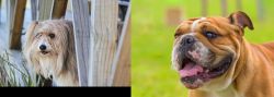Smithfield vs Miniature English Bulldog - Breed Comparison