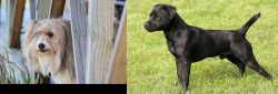 Smithfield vs Patterdale Terrier - Breed Comparison