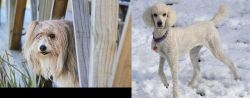 Smithfield vs Poodle - Breed Comparison