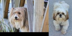 Smithfield vs Shih Tzu - Breed Comparison