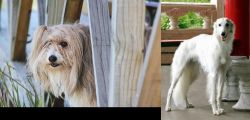 Smithfield vs Silken Windhound - Breed Comparison