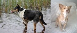 Smooth Collie vs Alopekis - Breed Comparison