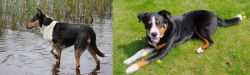 Smooth Collie vs Appenzell Mountain Dog - Breed Comparison