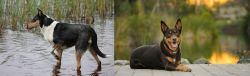 Smooth Collie vs Australian Kelpie - Breed Comparison