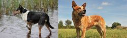 Smooth Collie vs Australian Red Heeler - Breed Comparison