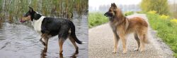 Smooth Collie vs Belgian Shepherd Dog (Tervuren) - Breed Comparison