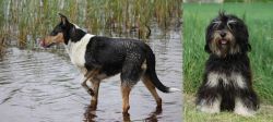 Smooth Collie vs Cao da Serra de Aires - Breed Comparison