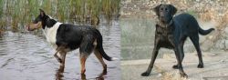 Smooth Collie vs Cao de Castro Laboreiro - Breed Comparison