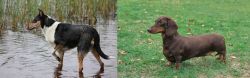 Smooth Collie vs Dachshund - Breed Comparison
