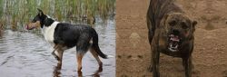 Smooth Collie vs Dogo Sardesco - Breed Comparison