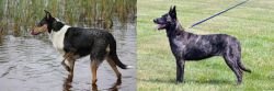 Smooth Collie vs Dutch Shepherd - Breed Comparison