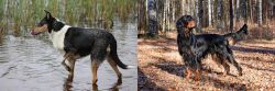 Smooth Collie vs Gordon Setter - Breed Comparison