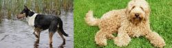 Smooth Collie vs Labradoodle - Breed Comparison