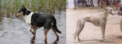 Smooth Collie vs Rampur Greyhound - Breed Comparison