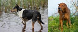 Smooth Collie vs Redbone Coonhound - Breed Comparison