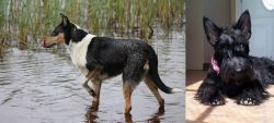 Smooth Collie vs Scottish Terrier - Breed Comparison