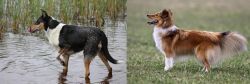 Smooth Collie vs Shetland Sheepdog - Breed Comparison