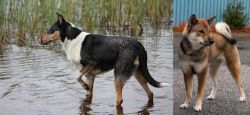 Smooth Collie vs Shikoku - Breed Comparison