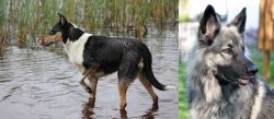 Smooth Collie vs Shiloh Shepherd - Breed Comparison