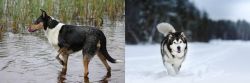 Smooth Collie vs Siberian Husky - Breed Comparison