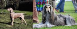 Smooth Haired Weimaraner vs Afghan Hound - Breed Comparison