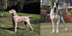 Smooth Haired Weimaraner vs Alangu Mastiff - Breed Comparison