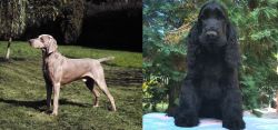 Smooth Haired Weimaraner vs American Cocker Spaniel - Breed Comparison