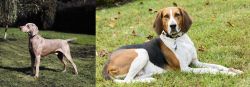 Smooth Haired Weimaraner vs American English Coonhound - Breed Comparison