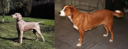 Smooth Haired Weimaraner vs Austrian Pinscher - Breed Comparison