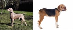 Smooth Haired Weimaraner vs Beagle-Harrier - Breed Comparison