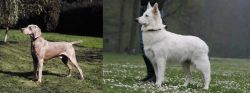 Smooth Haired Weimaraner vs Berger Blanc Suisse - Breed Comparison