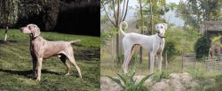 Smooth Haired Weimaraner vs Chippiparai - Breed Comparison