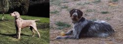 Smooth Haired Weimaraner vs Deutsch Drahthaar - Breed Comparison