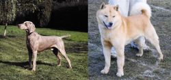 Smooth Haired Weimaraner vs Hokkaido - Breed Comparison