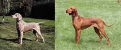 Smooth Haired Weimaraner vs Hungarian Vizsla - Breed Comparison
