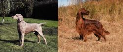 Smooth Haired Weimaraner vs Irish Setter - Breed Comparison