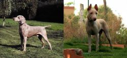 Smooth Haired Weimaraner vs Jonangi - Breed Comparison
