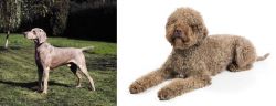 Smooth Haired Weimaraner vs Lagotto Romagnolo - Breed Comparison