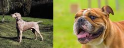 Smooth Haired Weimaraner vs Miniature English Bulldog - Breed Comparison