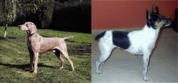 Smooth Haired Weimaraner vs Miniature Fox Terrier - Breed Comparison