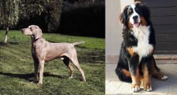 Smooth Haired Weimaraner vs Mountain Burmese - Breed Comparison