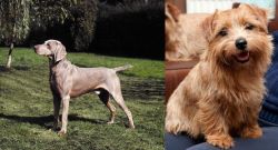 Smooth Haired Weimaraner vs Norfolk Terrier - Breed Comparison
