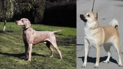 Smooth Haired Weimaraner vs Norwegian Buhund - Breed Comparison